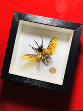 Load image into Gallery viewer, Steampunk Cyborg Mechanical Beetle Insects Bugs Kinetic
