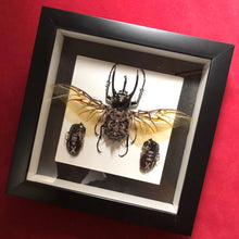 Load image into Gallery viewer, Steampunk Beetles Insect Machine Sculpture Decor Eupatorus
