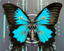 Load image into Gallery viewer, Cyberpunk Butterfly Papilio Ulysses With A Mechanical
